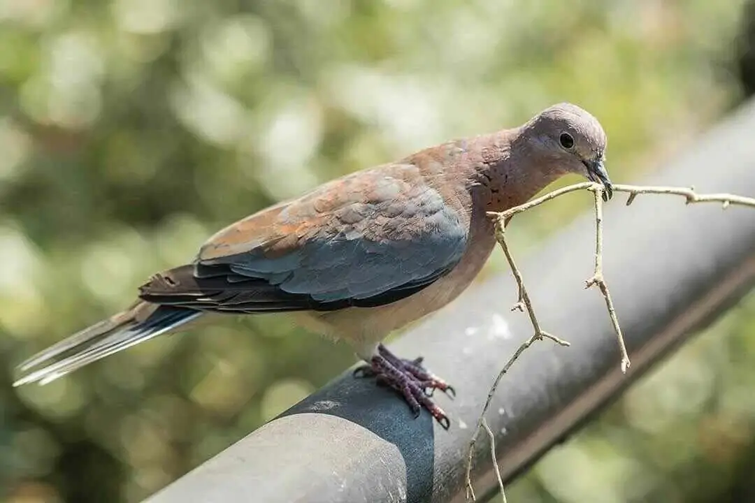 Laughing Dove